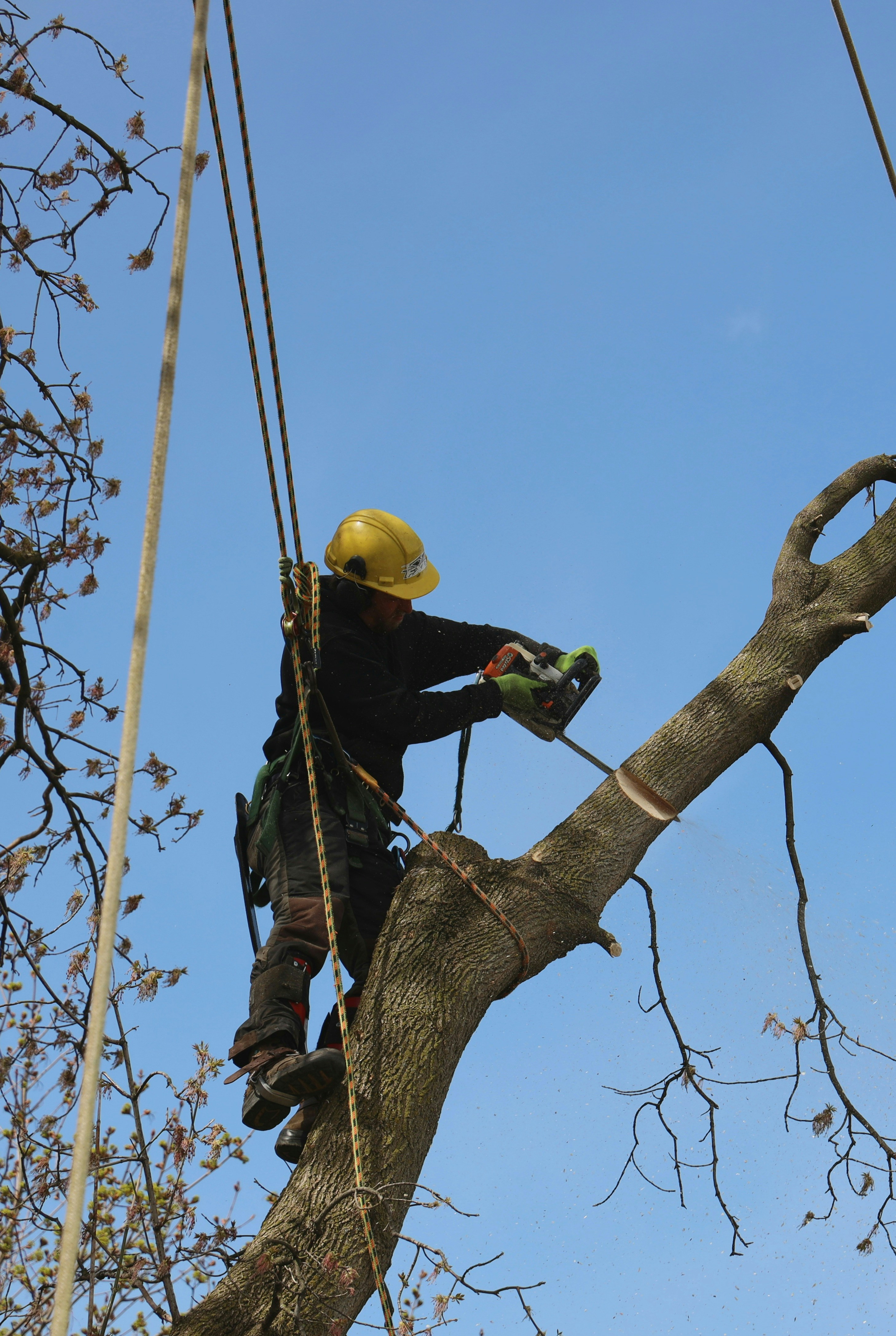 Tree service crew working on removal